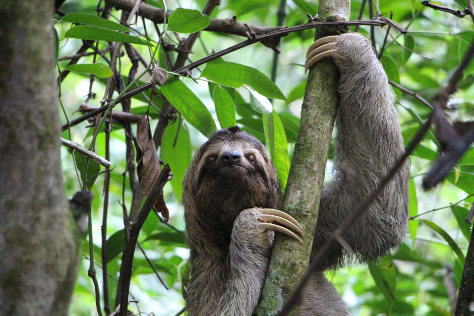 Central American Sloth